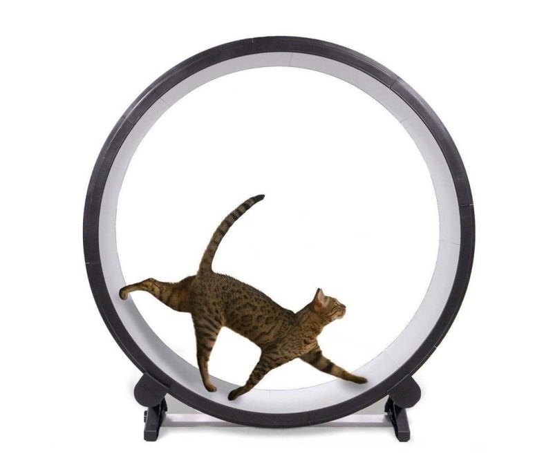 One Fast Cat 48′′ Giant Cat Exercise Wheel with EVA Foam Surface, Easy Assembly & Cleaning - Image 2