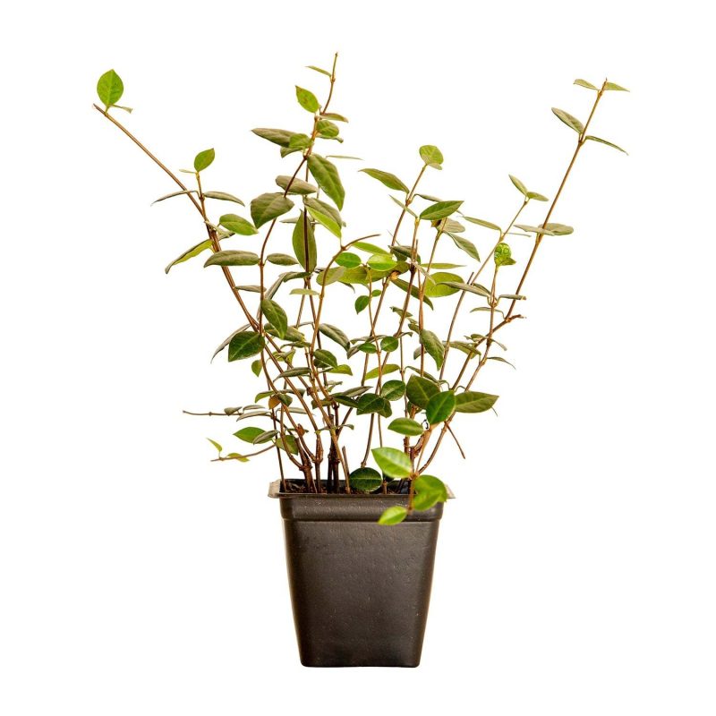 Asiatic Jasmine Evergreen Groundcover Vine, 54-Pack, 3.25-Inch Pots, Full Sun Plant - Image 5