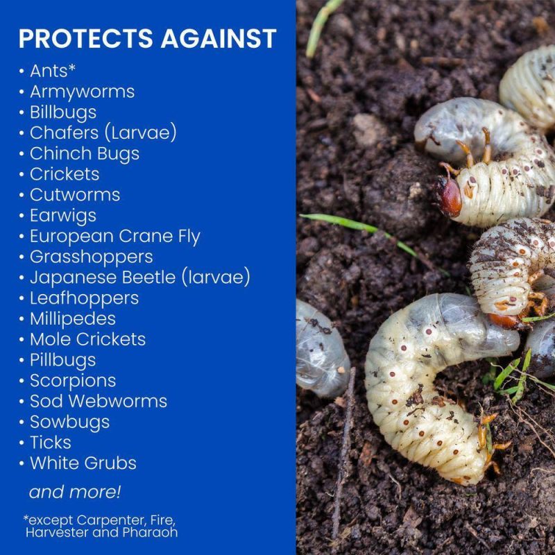 BioAdvanced Grub Killer Plus Granules 24-Hour Lawn Pest Control, 10 lb - Image 4