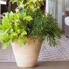 Soft Caress Mahonia Evergreen Shrub – 2 Gallon, Yellow Winter Blooms, Part Sun to Shade - Image 3