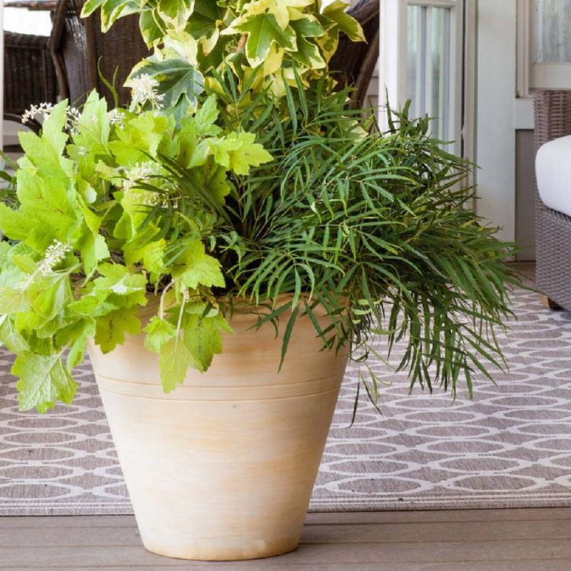 Soft Caress Mahonia Evergreen Shrub – 2 Gallon, Yellow Winter Blooms, Part Sun to Shade - Image 3