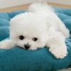 3-in-1 Cozy Boho Cushion Dog Mattress Bed - Image 6