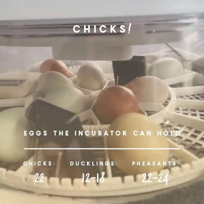 Harris Farms Nurture Right 360 Incubator - MadeInUSA - Image 7