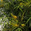 Soft Caress Mahonia Evergreen Shrub – 2 Gallon, Yellow Winter Blooms, Part Sun to Shade - Image 2