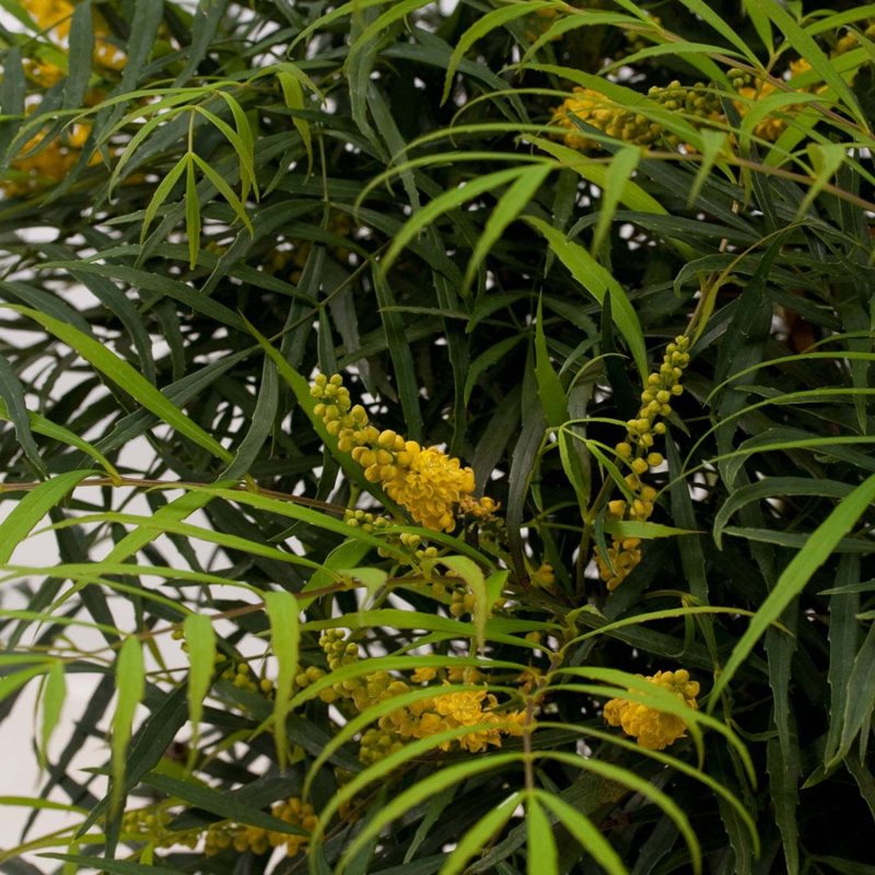 Soft Caress Mahonia Evergreen Shrub – 2 Gallon, Yellow Winter Blooms, Part Sun to Shade - Image 2