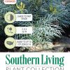 Soft Caress Mahonia Evergreen Shrub – 2 Gallon, Yellow Winter Blooms, Part Sun to Shade - Image 6