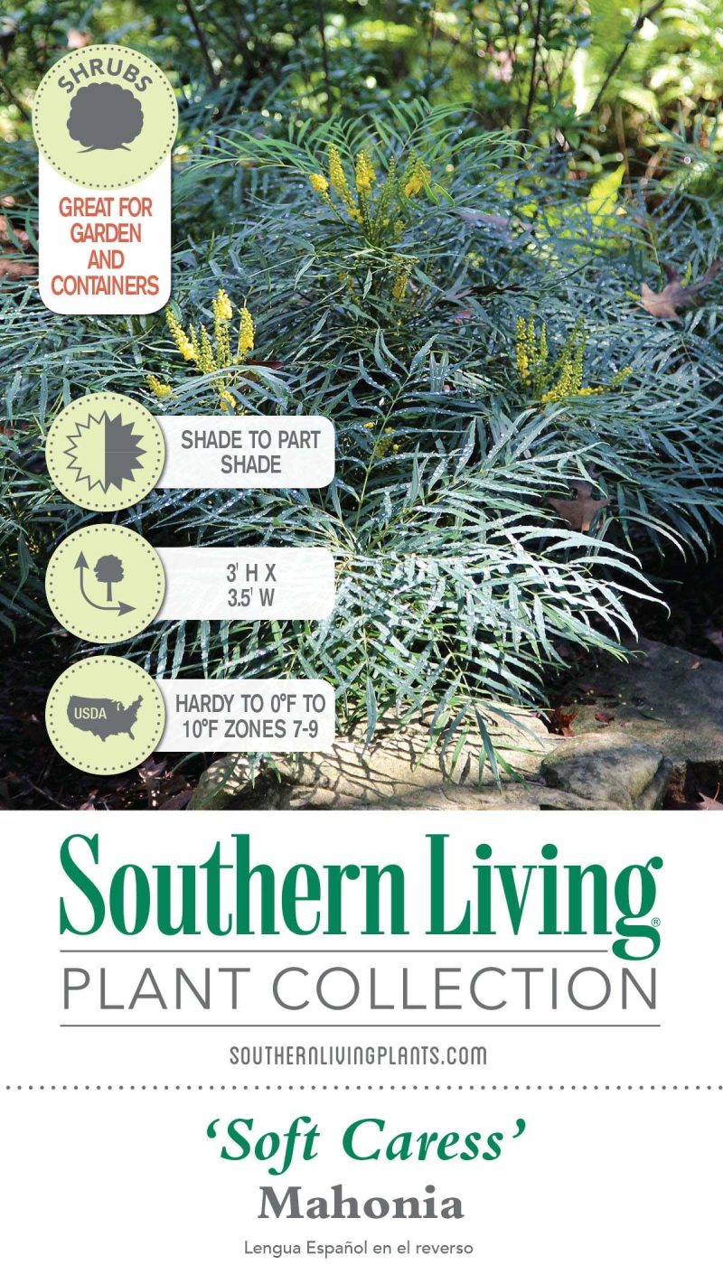 Soft Caress Mahonia Evergreen Shrub – 2 Gallon, Yellow Winter Blooms, Part Sun to Shade - Image 6