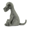 Zeus Great Dane - Image 2