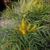Soft Caress Mahonia Evergreen Shrub – 2 Gallon, Yellow Winter Blooms, Part Sun to Shade - Image 5
