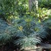 Soft Caress Mahonia Evergreen Shrub – 2 Gallon, Yellow Winter Blooms, Part Sun to Shade - Image 4