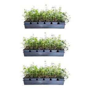 Asiatic Jasmine Evergreen Groundcover Vine, 54-Pack, 3.25-Inch Pots, Full Sun Plant