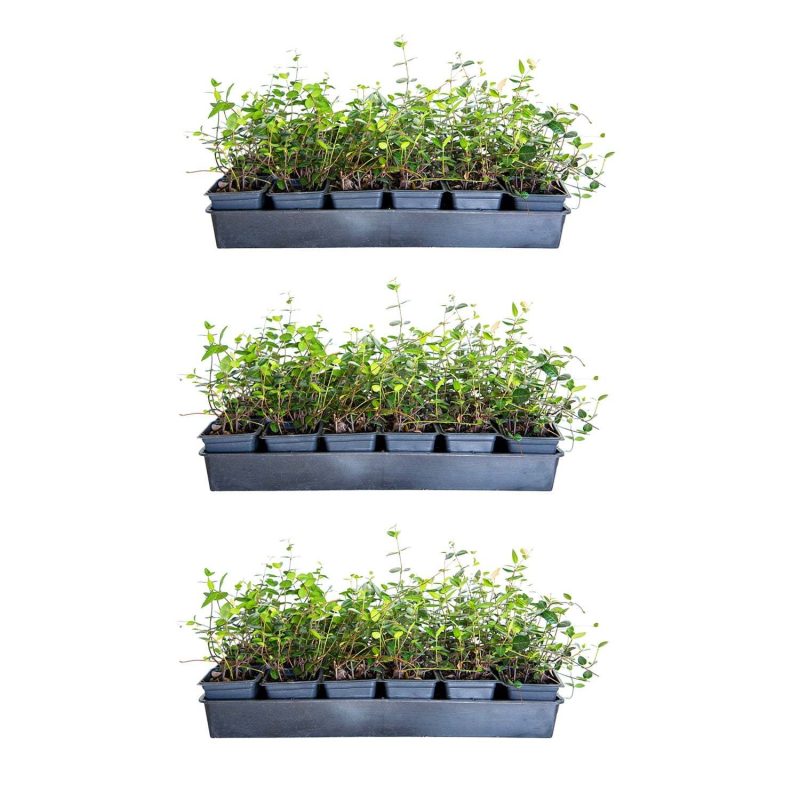 Asiatic Jasmine Evergreen Groundcover Vine, 54-Pack, 3.25-Inch Pots, Full Sun Plant