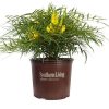 Soft Caress Mahonia Evergreen Shrub – 2 Gallon, Yellow Winter Blooms, Part Sun to Shade