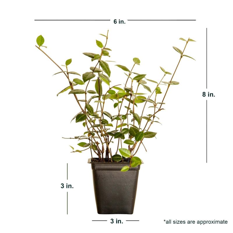 Asiatic Jasmine Evergreen Groundcover Vine, 54-Pack, 3.25-Inch Pots, Full Sun Plant - Image 4