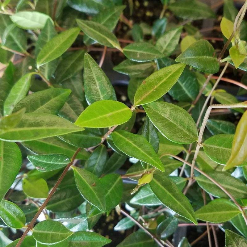 Asiatic Jasmine Evergreen Groundcover Vine, 54-Pack, 3.25-Inch Pots, Full Sun Plant - Image 3