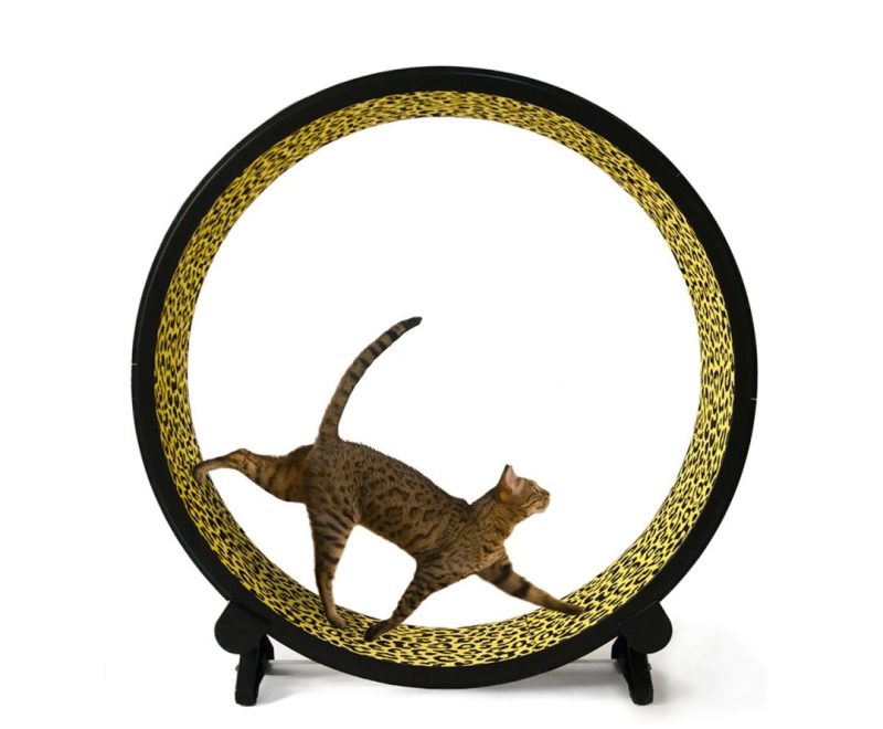 One Fast Cat 48′′ Giant Cat Exercise Wheel with EVA Foam Surface, Easy Assembly & Cleaning - Image 3